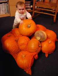 Pumpkin harvest with munchkin and turnip