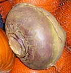 turnip