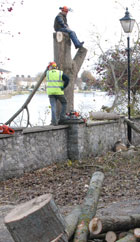 Trees felled in Athlone