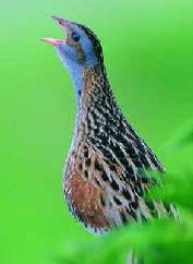 The Irish corncrake