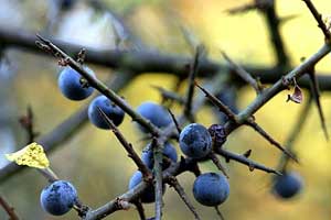 Blackthorn bush