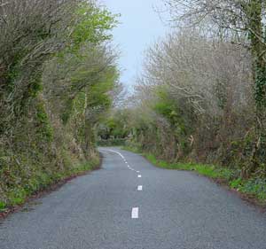 Irish road passing beneath trees