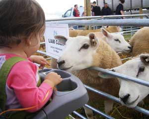 munchkin meets sheep at athlone's agri show